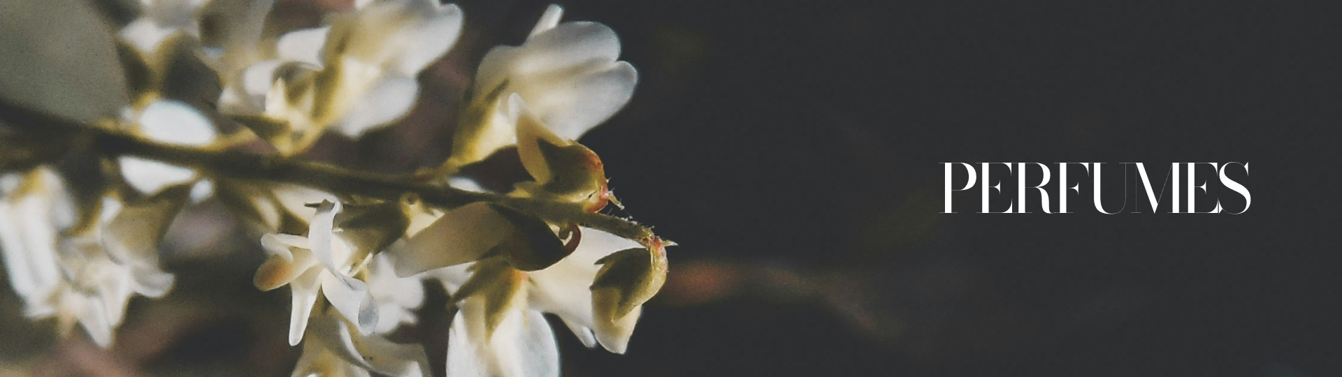 Fragrâncias escales - Eau de Parfum